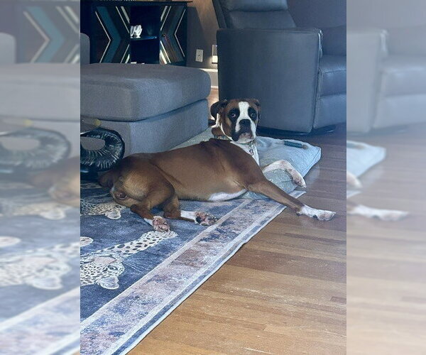 Medium Photo #3 Boxer Puppy For Sale in Evansville, IN, USA