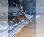 Small #2 Boxer