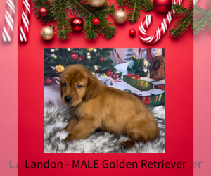 Golden Retriever Puppy for sale in AZLE, TX, USA