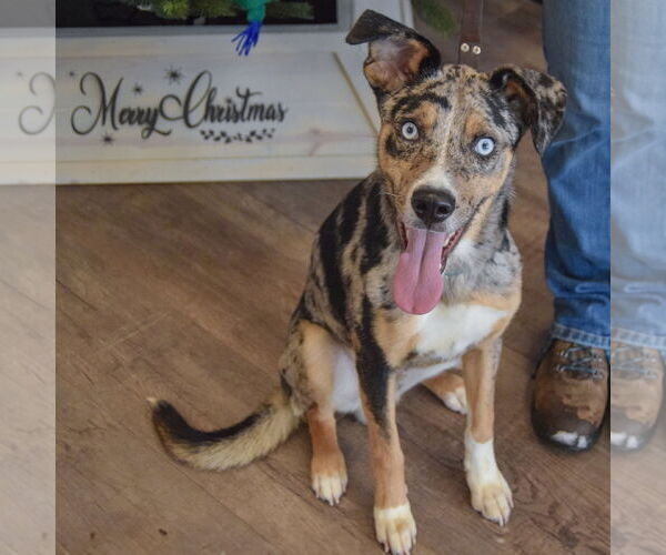 Medium Photo #5 Australian Shepherd-Unknown Mix Puppy For Sale in Huntley, IL, USA