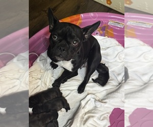 Mother of the French Bulldog puppies born on 07/29/2026