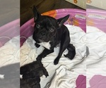 Small Photo #1 French Bulldog Puppy For Sale in JOLIET, IL, USA