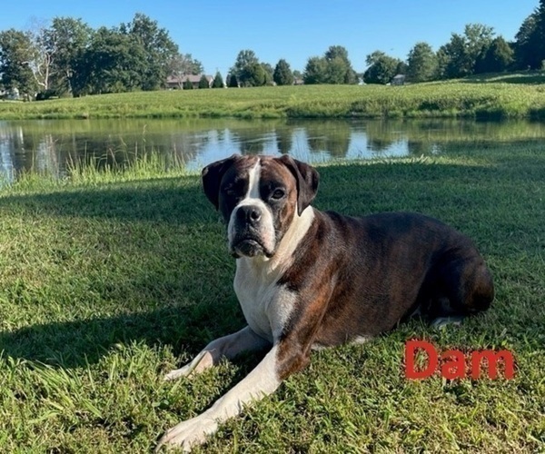 Medium Photo #1 Boxer Puppy For Sale in BREMEN, KY, USA