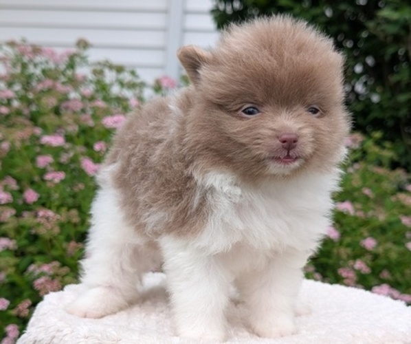Medium Photo #6 Pomeranian Puppy For Sale in GOSHEN, IN, USA