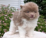 Small #5 Pomeranian