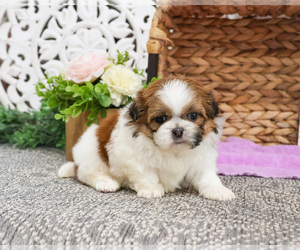 Shih Tzu Puppy for sale in SYRACUSE, IN, USA