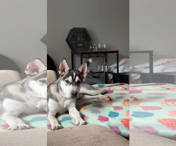 Medium Photo #4 Huskies -Unknown Mix Puppy For Sale in Holly Springs, NC, USA