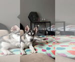 Small #3 Huskies  Mix