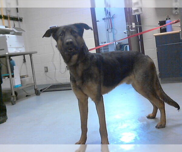 Medium Photo #1 German Shepherd Dog-Unknown Mix Puppy For Sale in Fayetteville, NC, USA