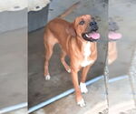Small #7 Mountain Cur Mix