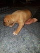 Small #19 American Pit Bull Terrier