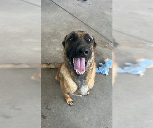 Medium Photo #1 Mutt Puppy For Sale in Chula Vista, CA, USA