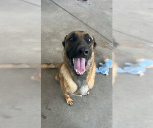 Mutt Dogs for adoption in Chula Vista, CA, USA