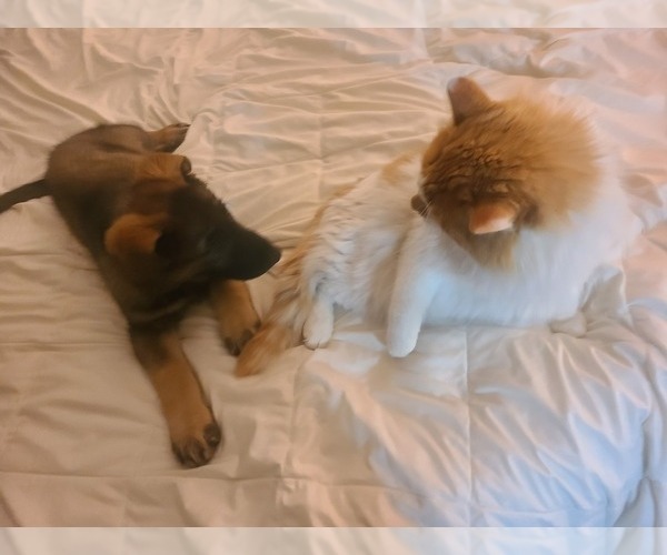 Medium Photo #1 German Shepherd Dog Puppy For Sale in MONTREAL, MO, USA