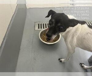Chihuahua Dogs for adoption in Ocala, FL, USA