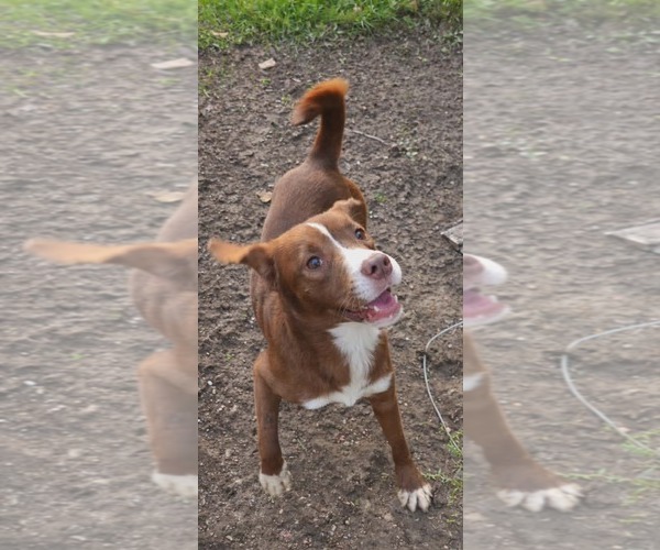 Medium Photo #2 Aussiedor Puppy For Sale in Oakhurst, NJ, USA