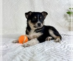 Small #4 Miniature Australian Shepherd-Pomsky Mix