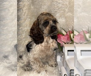 Cocker Spaniel Puppy for sale in HESPERIA, CA, USA