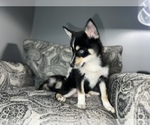 Small Photo #10 Pomsky Puppy For Sale in DETROIT, MI, USA