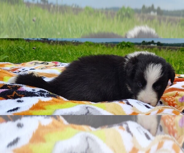 Medium Photo #131 Border Collie Puppy For Sale in NORBORNE, MO, USA