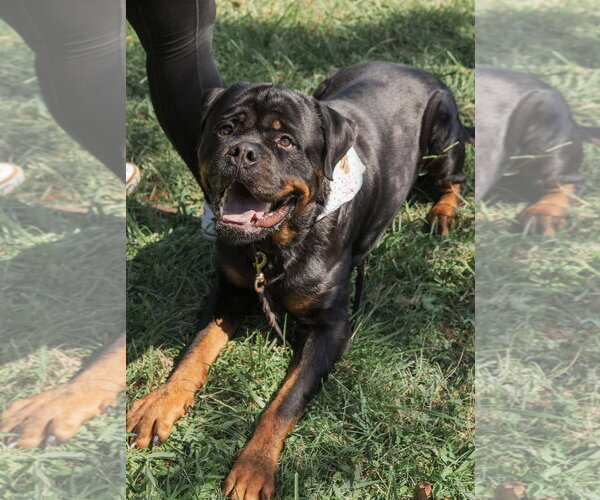 Medium Photo #3 Rottweiler Puppy For Sale in Mooresville, NC, USA