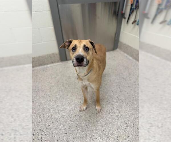 Medium Photo #1 Labsky Puppy For Sale in Brighton, CO, USA