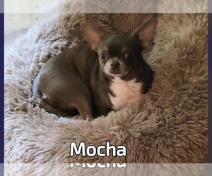 Mother of the Chihuahua puppies born on 09/09/2026