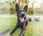 Small #1 German Shepherd Dog Mix