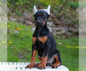 Doberman Pinscher Puppy for sale in NEWMANSTOWN, PA, USA