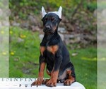Small Doberman Pinscher