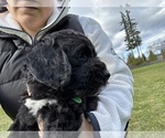 Small Photo #34 Aussiedoodle Puppy For Sale in BREMERTON, WA, USA
