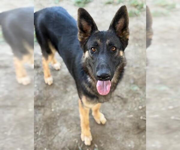 Medium Photo #1 German Shepherd Dog Puppy For Sale in Riverside, CA, USA