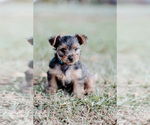 Small Photo #11 Yorkshire Terrier Puppy For Sale in FOREST HILL, TX, USA