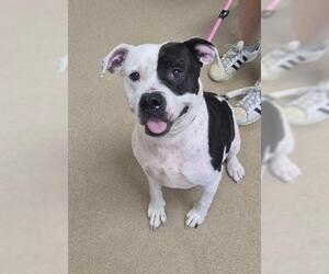 PRINCESS LEIA - Female Mutt Dog for Adoption - Photo #2