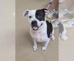 Small #1 Mutt