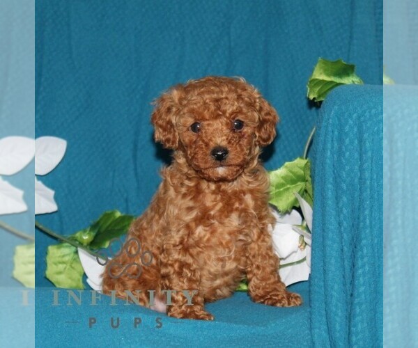 Medium Photo #1 Goldendoodle (Miniature) Puppy For Sale in OXFORD, PA, USA