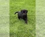 Small Photo #4 Labrador Retriever Puppy For Sale in WESTBY, WI, USA