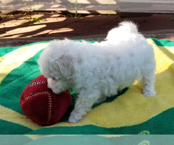 Medium Photo #5 Bichon Frise Puppy For Sale in EUGENE, OR, USA