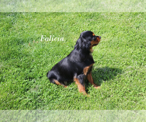 Medium Photo #1 Cavalier King Charles Spaniel Puppy For Sale in CHANUTE, KS, USA