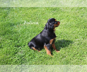 Cavalier King Charles Spaniel Puppy for sale in CHANUTE, KS, USA