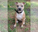Small Photo #10 Staffordshire Bull Terrier Puppy For Sale in HUMBLE, TX, USA