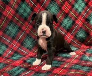 Boxer Puppy for sale in CLAREMORE, OK, USA
