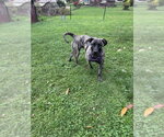 Small Photo #4 Mastiff-Presa Canario Mix Puppy For Sale in Springdale, PA, USA