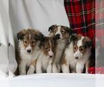 Small Photo #2 Shetland Sheepdog Puppy For Sale in MANHEIM, PA, USA