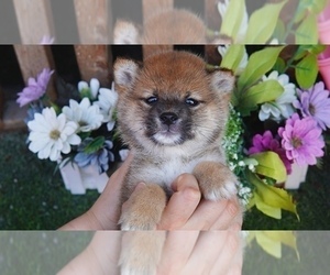 Shiba Inu Puppy for sale in SAN DIEGO, CA, USA