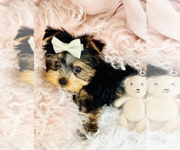 Medium Photo #19 Yorkshire Terrier Puppy For Sale in MIAMI BEACH, FL, USA