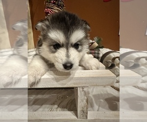 Pomsky Puppy for sale in DONIPHAN, MO, USA