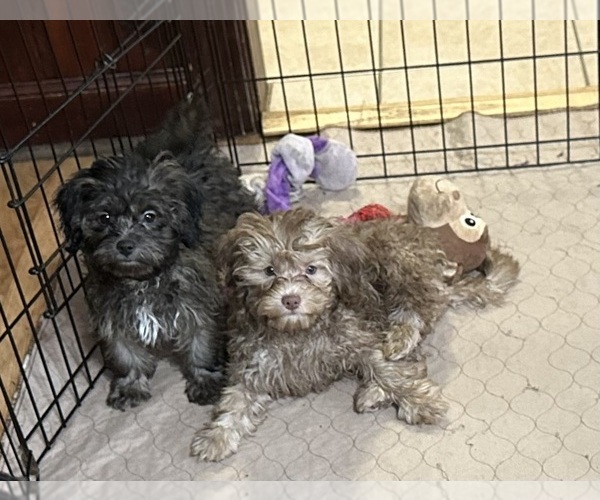 Medium Photo #3 ShihPoo Puppy For Sale in GLOUCESTER, VA, USA