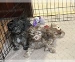 Small #2 ShihPoo
