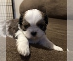 Puppy Puppy 1 Shih Tzu